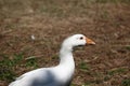 Close up head white goose. Royalty Free Stock Photo