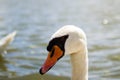 Close up of the head of a white goose. Black eyes and orange beak Royalty Free Stock Photo