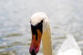 Close up of the head of a white goose. Black eyes and orange beak Royalty Free Stock Photo