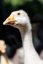 Close-up of the head of white goose on a farm at sunny day Royalty Free Stock Photo