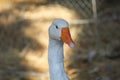 Close up head White goose in garden Royalty Free Stock Photo