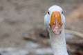 Close up head White goose in garden Royalty Free Stock Photo