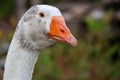 Close up head White goose in garden Royalty Free Stock Photo