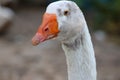 Close up head White goose in garden Royalty Free Stock Photo