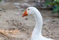 Close up head White goose in garden Royalty Free Stock Photo