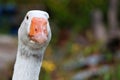 Close up head White goose in garden Royalty Free Stock Photo