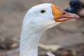Close up head White goose in garden Royalty Free Stock Photo