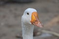Close up head White goose in garden Royalty Free Stock Photo