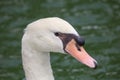 Close up head White goose in river Royalty Free Stock Photo