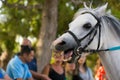 Close Up of the Head of White Horse on Blur Background at the Equestrian Competition.