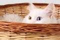 Close up of the head of a white, odd eyed cat blue and amber colored eyes, peeking out of a basket