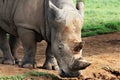 White Rhinoceros Head Shot Royalty Free Stock Photo
