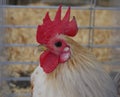 Close up of the head of a white rooster Royalty Free Stock Photo