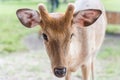 Close up head of white spot deer on green grass Royalty Free Stock Photo