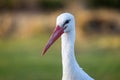 Close up of head of a White Stork with large red beak Royalty Free Stock Photo