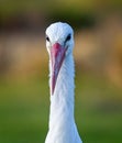 Close up of head of a White Stork with large red beak Royalty Free Stock Photo