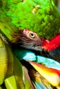 Big green macaw parrot grooming feathers Royalty Free Stock Photo