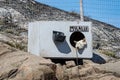 Close up of head of wild sledding dog with head through circular kennel opening in Ilulissat, Greenland Royalty Free Stock Photo