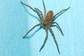 Close up head wolf spider is insect animal on blue color cement floor