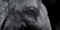 Close up head of wooden elephant statue and eye in black and white tone. Royalty Free Stock Photo