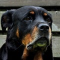 A close-up on the head, on a 12 years old Rottweiler female