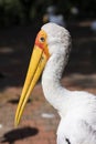 Close-up of the head of a yellow-billed Stork Mycteria ibis Royalty Free Stock Photo