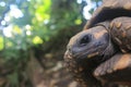 Close up of the head from a yellow footed tortoise, Chelonoidis denticulatus Royalty Free Stock Photo