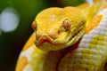 Close up of the head of a yellow snake (Python reticulatus)