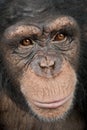 Close-up on a head of a Young Chimpanzee - Simia t Royalty Free Stock Photo