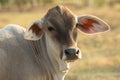 Close up of head of young cow on agriculture field Royalty Free Stock Photo