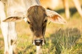 Close up of head of young cow on agriculture field Royalty Free Stock Photo