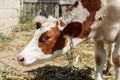 Close-up head of young cow in bright sunlight Royalty Free Stock Photo