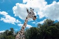 Close up head of young giraff in zoo with trees and blue sky.