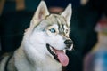 Close Up Head Young Happy Husky Puppy Eskimo Dog Royalty Free Stock Photo