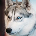 Close Up Head Young Husky Eskimo Dog With