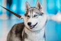 Close Up Head Young Husky Eskimo Dog With