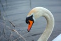 Close-up of the head of a young mute swan Royalty Free Stock Photo