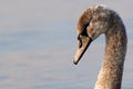 Close up of the head of a young swan on blurred background Royalty Free Stock Photo