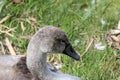 Close Up Of A Head Of A Young Swan At Muiden The Netherlands 13-7-2022 Royalty Free Stock Photo