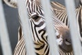 Close-up of head of zebra