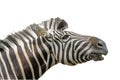 Close up head zebra on white background have path Royalty Free Stock Photo