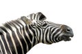 Close up head zebra on white background Royalty Free Stock Photo