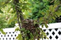 Close up of the heads of baby Robins in a bird nest Royalty Free Stock Photo