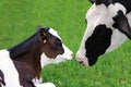 Holstein Cow bonding with her new baby calf in meadow Royalty Free Stock Photo