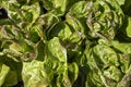 Close-up of heads of green leaf lettuce growing close together. Royalty Free Stock Photo