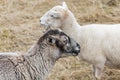 Close up of heads of pair of small sheep - rare breed - profile view in field of yellow grass