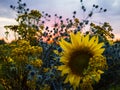 Close-up of the heads of sunflowers, sea hollies - Eryngium and tansy against the background of the sunset sky. Royalty Free Stock Photo