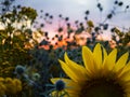 Close-up of the heads of sunflowers, sea hollies - Eryngium and tansy against the background of the sunset sky. Royalty Free Stock Photo