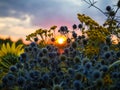 Close-up of the heads of sunflowers, sea hollies - Eryngium and tansy against the background of the sunset sky. Royalty Free Stock Photo