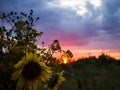 Close-up of the heads of sunflowers, sea hollies - Eryngium and tansy against the background of the sunset sky. Royalty Free Stock Photo